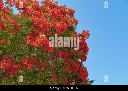 Royal Poinciana blüht gegen Clear Blue Sky in den VAE Stockfoto