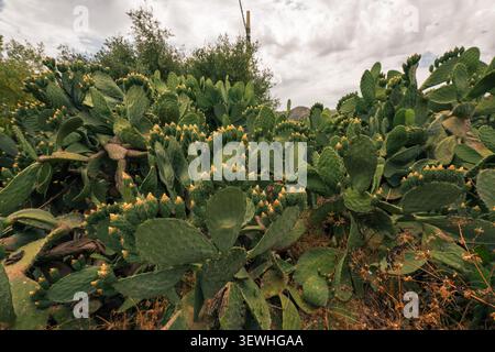Mediterraner Opuntienkaktus, der in freier Wildbahn unter bewölktem Himmel wächst Stockfoto