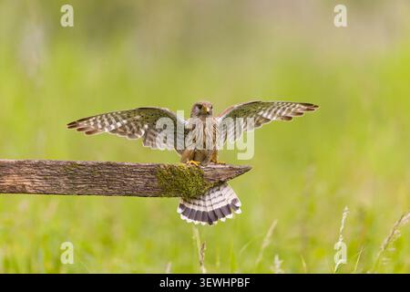 Falco Tinnunkel, erwachsenes Weibchen auf einem Zaun mit offenen Flügeln, Suffolk, England, Juni Stockfoto
