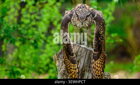 Ein eurasischer Uhu, der tief in Richtung der Kamera fliegt, mit gespreizten Flügeln und intensiven orangefarbenen Augen, umgeben von einem grünen natürlichen Hintergrund. Stockfoto
