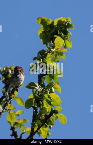 Gemeiner Rosenfinke Carpodacus erythrinus männlich, der auf Busch singt. Niedlicher leuchtend roter singvogel in der Tierwelt. Stockfoto
