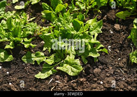 Kleine Spinatpflanzen entwickeln sich auf brauner Erde. Frische Spinatblätter glänzen unter der Sonne. Gesunde Bio-Lebensmittel wächst im Garten. Grüne Gemüsesitze Stockfoto
