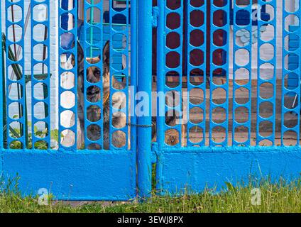 Ein Hirtenhund bewacht den Hof hinter einem blauen Metallzaun Stockfoto