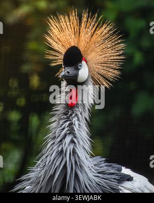 Grau gekrönter Krankopf Porträt Nahaufnahme Stockfoto