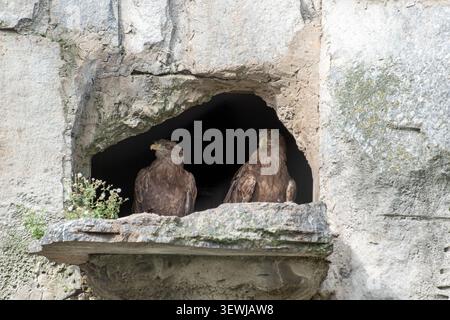 Zwei junge Adler sitzen in einer Steinhöhle Stockfoto