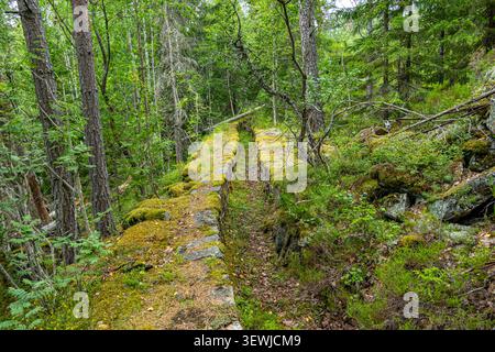 Moosdecken Steintreppen schlängeln sich durch hohe grüne Bäume. Sonnenlicht filtert durch das dichte Vordach darüber. Der Pfad lädt zu einer ruhigen Erkundung durch den Wald ein Stockfoto