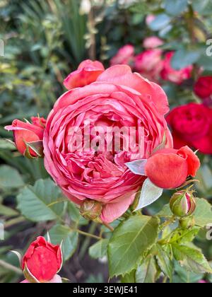 Wunderschöne Korallenrosa englische Pfingstrose blüht mit Knospen im Sommergarten Stockfoto