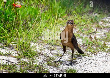 Nahaufnahme eines weiblichen Schiffes, das am Boden im Merritt Island National Wildlife Refuge, Florida, USA, liegt Stockfoto