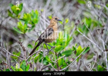 Nahaufnahme eines weiblichen Bootes, das im Baum im Merritt Island National Wildlife Refuge, Florida, USA Stockfoto