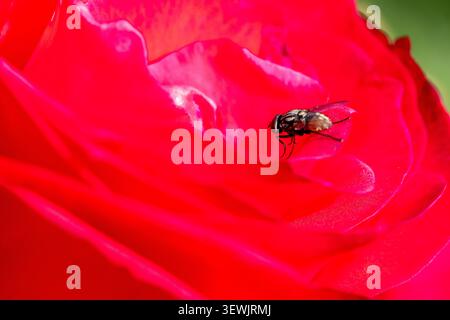 Die Fliege ruht auf einem zarten roten Rosenblütenblatt und zeigt Details aus nächster Nähe zu Natur, Insektenleben und Gartenarbeit Stockfoto