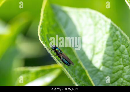 Schillernde Soldatenfliege mit Metallic-Grün und Blau, die auf einem strukturierten grünen Blatt in der Natur thront Stockfoto