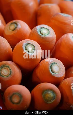 Eine Nahansicht von oben nach unten zeigt mehrere leuchtend orange Karotten, die dicht zusammengepackt sind und den Rahmen füllen. Jede Karotte hat einen hellgrünen bis weißen Cent Stockfoto