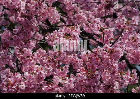 Eine dichte Gruppe von hellrosa Kirschblüten oder Sakura bedeckt den größten Teil des Rahmens, mit kleinen dunkelbraunen Zweigen, die zwischen der Blumengruppe sichtbar sind Stockfoto