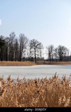 Wunderschöne Landschaft eines gefrorenen Sees, bedeckt mit schmelzendem Eis und trockenem goldenem Schilf am Ufer mit Bäumen im Hintergrund. Stockfoto