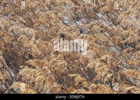 Eine detaillierte Vollformataufnahme trockener, gewöhnlicher Schilffedern, die im Wind schweben und einen weichen, natürlichen Hintergrund erzeugen. Stockfoto