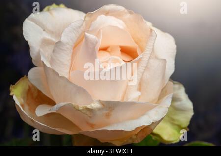 Nahaufnahme einer einzelnen Pfirsichrose mit ihrer komplexen Blütenblattstruktur und dem sanften Farbverlauf mit einem sanft verschwommenen Hintergrund Stockfoto