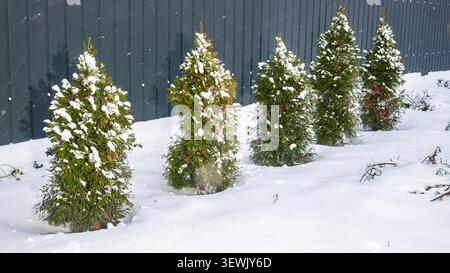 Immergrüne Bäume, die mit frischem Schnee bedeckt sind, stehen in einer Reihe vor einem dunklen Zaun Stockfoto