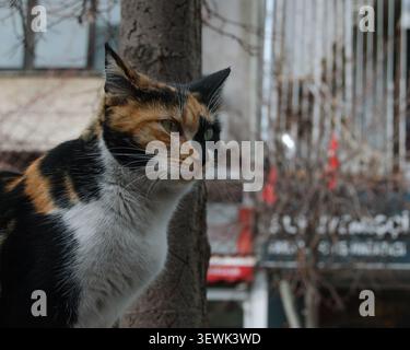 Calico streunende Katze steht draußen auf einer Stadtstraße in Ankara, Türkei. Stockfoto