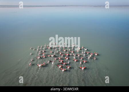 Ein Hochwinkelschuss fängt eine große Schar großer Flamingos (Phoenicopterus roseus) ein, die im flachen, blau-grünen Wasser einer Lagune waten. M Stockfoto
