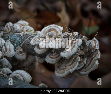 Bracket Pilz (putenschwanz) sammelt sich auf einem verfallenen Stamm, der konzentrische braune und weiße Bänder und eine samtige Textur unter den Blattstreu in A zeigt Stockfoto