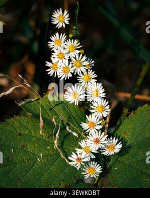 Zarte weiße Wildblumenaster mit hellgelben Mittelpunkten erstrecken sich entlang eines Stängels über strukturierten grünen Blättern und erinnern an die Schönheit der Sommerwiesen und die ruhige Umgebung Stockfoto