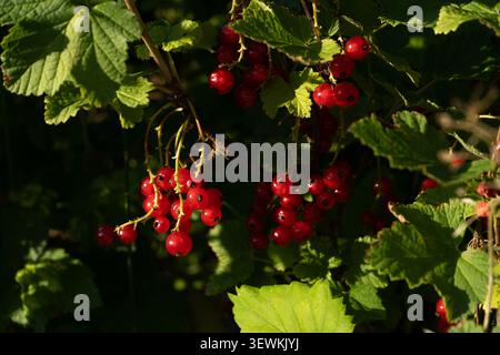 Gruppen reifer roter Johannisbeeren hängen an Ästen mit grünen Blättern in natürlichem Sonnenlicht. Stockfoto