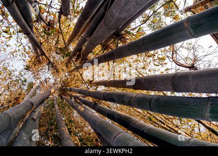 Bambuswald, niedrige Sicht. Amatlán, Morelos, Mexiko Stockfoto