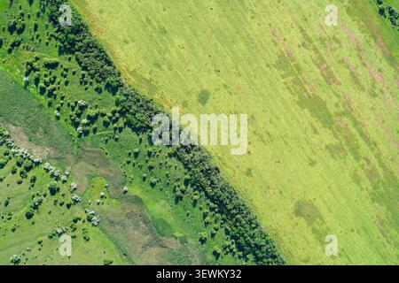 Dichter Waldschutzgürtel, der zwei verschiedene Arten von grünem Ackerland trennt. Fernerkundungsvisualisierung und Pflanzenbeobachtung abstraktes Konzept. Stockfoto