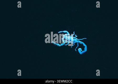 Fluoreszierendes Skorpion unter ultraviolettem Licht im El Yunque National Forest Puerto Rico Stockfoto