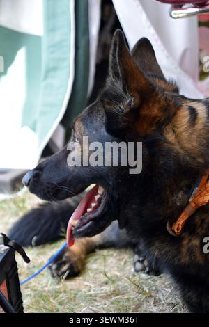 Deutscher Schäferhund ruht während des Bottisham at war Living History Events Stockfoto
