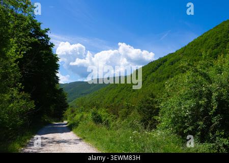 Malerische Schotterstraße, die sich durch ein lebhaftes grünes Bergtal erstreckt, bedeckt mit dichtem Wald und wilden Büschen, unter einem klaren blauen Himmel mit b Stockfoto