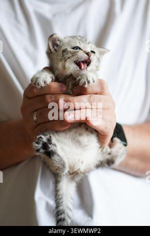 Der süße Scottish Fold Kitten wurde zu Hause in den Händen des Besitzers gehalten Stockfoto