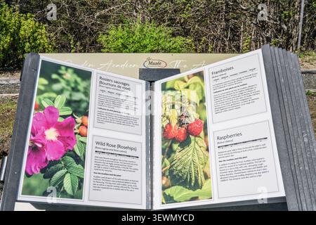 Das akadische Gartenbuch über Wildrosen und Himbeeren im Musée des Acadiens des Pubnicos auf NS 335 in West Pubnico, Nova Scotia, Kanada Stockfoto