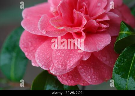 Blütenblätter von blühenden Rosenblüten mit Regentropfen Stockfoto