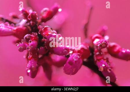 Regentropfen auf dem Zweig mit rosa Blumen-Cercis Stockfoto