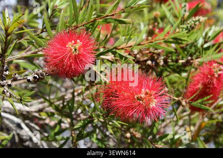 Nahaufnahme von leuchtend roten Flaschenbürstenblüten, die auf einem einheimischen australischen Callistemon-Sträucher inmitten von grünem Laub blühen Stockfoto