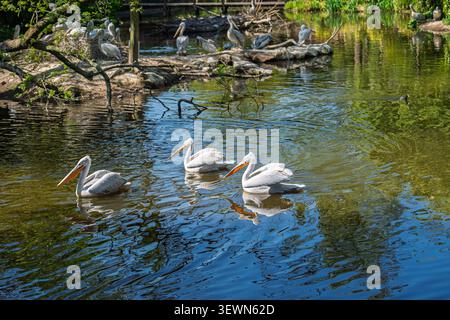 Gruppe von Großen weißen Pelicans, die in einem ruhigen Teich in einem Naturpark in den Niederlanden schwimmen Stockfoto