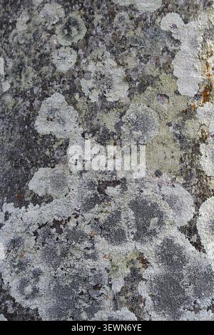 Graue runde Krustosenflechte, die auf einem strukturierten Palmenstamm wächst Stockfoto