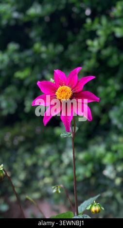 Rosa Stern-Dahlia-Blüte im Garten, Nahaufnahme Stockfoto