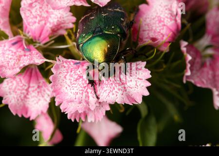 Grüner Scheuerkäfer Cetonia aurata auf rosafarbenen dianthus-Blüten, Makronaht Stockfoto
