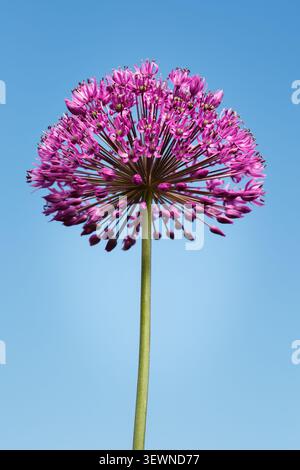 Riesige lila Allium Blume auf blauem Himmel Hintergrund Stockfoto