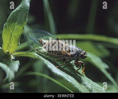 Bergcicada, cicadetta montana, New Forest cicada, Insekten, Löwen, Zikaden Stockfoto
