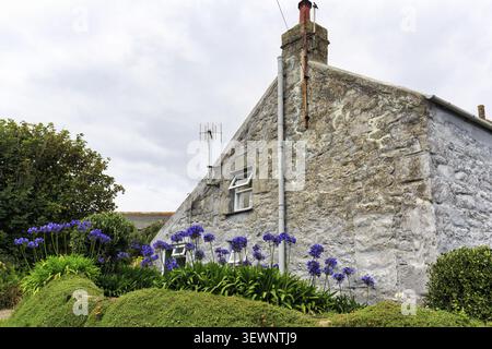 Traditionelles Granithäuschen, blaue Agapanthus im Vorgarten, Old Rose Cottage, Higher Town auf der Insel St Agnes, Isles of Scilly, Cornwall, Stockfoto