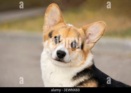 Porträt eines Pembroke Waliser Corgi Stockfoto