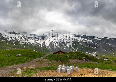 Schweizer Hochplateau Engstligenalp an einem bewölkten Tag mit Milchkerzen am Vorplatz. Die Engstligenalp ist bekannt für ihre reichhaltige Vegetation für sommertran Stockfoto