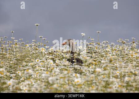 Eine Graugans, Anser Anser, steht in einem dichten Feld aus weißen und gelben Gänseblümchen unter einem bedeckten, grauen Himmel und blickt nach links. Stockfoto