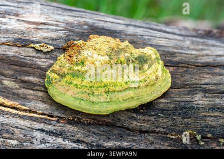 Trametes gibbosa, Lumpy Bracket, Bunjil Reserve, Panton Hill, Victoria, Australien Stockfoto