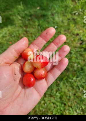 Eine Nahaufnahme der offenen Palme eines Mannes mit einer kleinen Handvoll frisch gepflückter roter und gelber Kirschen, die draußen mit einem Hauch von der Erde gesammelt wurden Stockfoto