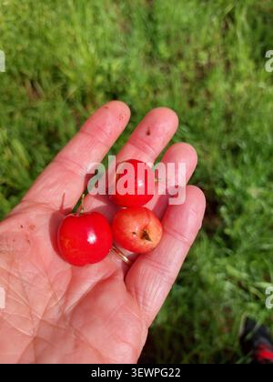 Ein Blick von oben nach unten auf einen männlichen Gärtner, der eine Gruppe reifer roter und gelber Kirschen in der Hand hält, die unter einem Obstbaum auf einem Su vom Boden gesammelt wurden Stockfoto
