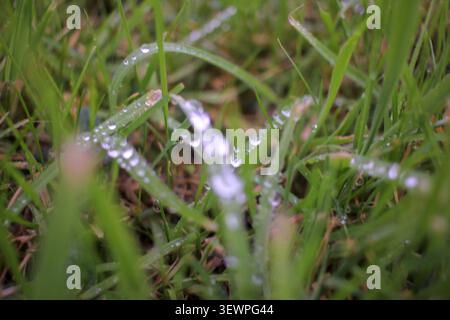 Selektive Makroaufnahme mit klarem Sprudelwasser auf leuchtend grünen Grashalmen auf einem Feld. Ein frischer, natürlicher abstrakter Hintergrund Stockfoto